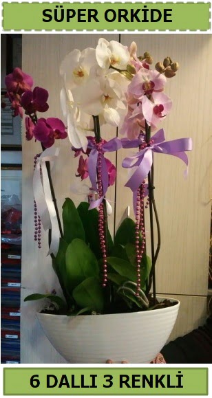 6 dall 3 renk zel vazoda orkide iei  Ankara Akyurt iek sat 