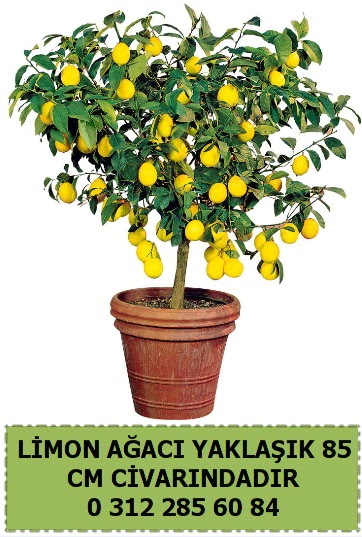 Limon aac bitkisi  Ankara Akyurt iek sat 