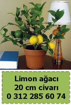 Limon aac bitkisi  Ankara Akyurt ieki telefonlar 