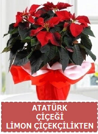 Atatrk iei saks bitkisi  Ankara Akyurt iek sat 