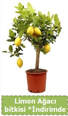 Limon aac bitkisi Ev iin limon bitkisi  Ankara Akyurt iek , ieki , iekilik 
