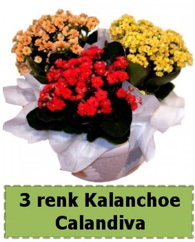 3 renk Kalanchoe Calandiva saks bitkisi  Ankara Akyurt iek gnderme 