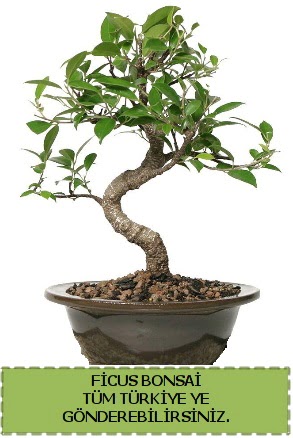 Ficus bonsai  Ankara Akyurt iek gnderme sitemiz gvenlidir 