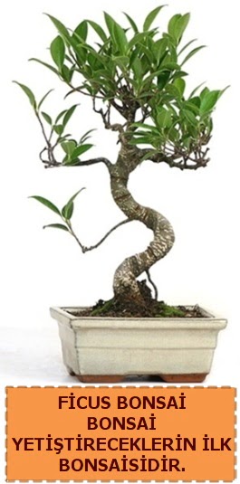 Ficus bonsai 15 ile 25 cm arasndadr  Ankara Akyurt iek yolla 