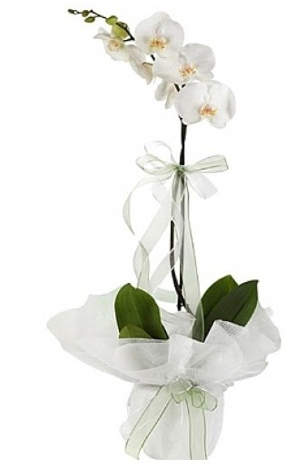 Tekli Beyaz Orkide  Ankara Akyurt nternetten iek siparii 
