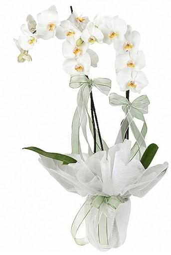 ift Dall Beyaz Orkide  Ankara Akyurt anneler gn iek yolla 