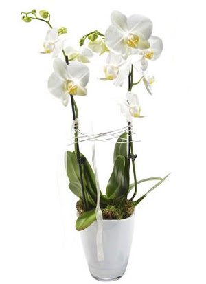 2 dall beyaz seramik beyaz orkide sakss  Ankara Akyurt iek gnderme sitemiz gvenlidir 