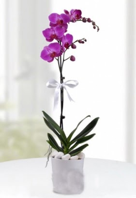 Tek dall saksda mor orkide iei  Ankara Akyurt iekiler 