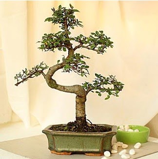 Shape S bonsai  Ankara Akyurt hediye iek yolla 