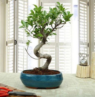 Amazing Bonsai Ficus S thal  Ankara Akyurt internetten iek siparii 