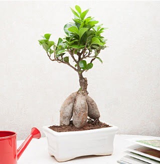 Exotic Ficus Bonsai ginseng  Ankara Akyurt iek servisi , ieki adresleri 