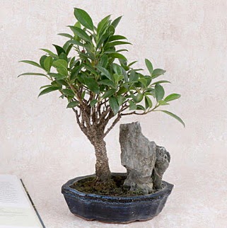 Japon aac Evergreen Ficus Bonsai  Ankara Akyurt iek gnderme sitemiz gvenlidir 
