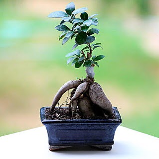 Marvellous Ficus Microcarpa ginseng bonsai  Ankara Akyurt iek siparii vermek 