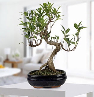 Gorgeous Ficus S shaped japon bonsai  Ankara Akyurt yurtii ve yurtd iek siparii 