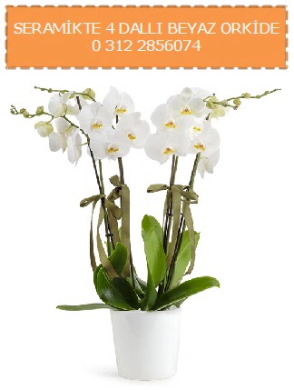 Seramikte 4 dall beyaz orkide  Ankara Akyurt iekiler 