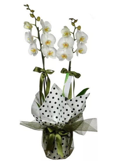 ift Dall Beyaz Orkide  Ankara Akyurt 14 ubat sevgililer gn iek 