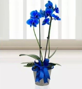 ift dall mavi orkide  Ankara Akyurt iek sat 