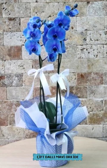 ift dall ithal mavi orkide  Ankara Akyurt iek yolla 