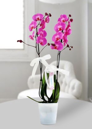 ift dall mor orkide  Ankara Akyurt iekiler 