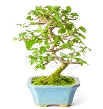 S zerkova bonsai ksa sreliine  Ankara Akyurt hediye iek yolla 