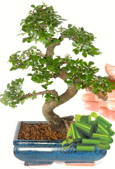 Yaklak 25 cm boyutlarnda S bonsai  Ankara Akyurt iek siparii sitesi 