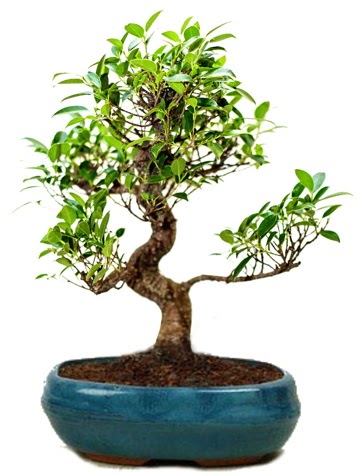 25 cm ile 30 cm aralnda Ficus S bonsai  Ankara Akyurt iek gnderme sitemiz gvenlidir 