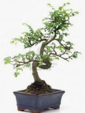 S gvde bonsai minyatr aa japon aac  Ankara Akyurt iek sat 
