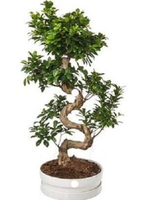 90 cm ile 100 cm civar S peyzaj bonsai  Ankara Akyurt iek gnderme sitemiz gvenlidir 