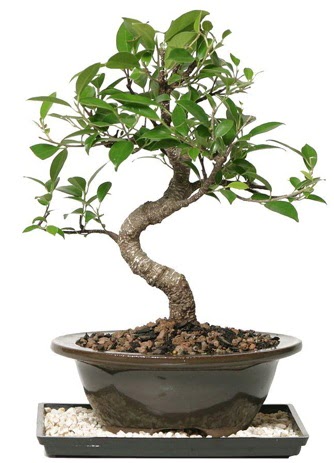 Altn kalite Ficus S bonsai  Ankara Akyurt ieki telefonlar  Sper Kalite