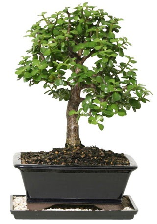 15 cm civar Zerkova bonsai bitkisi  Ankara Akyurt iek siparii sitesi 