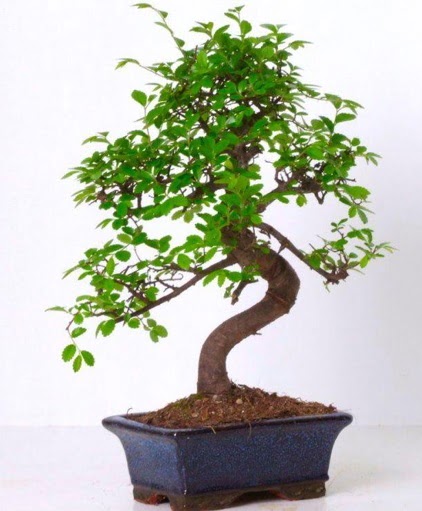 S gvdeli bonsai minyatr aa japon aac  Ankara Akyurt iek gnderme sitemiz gvenlidir 