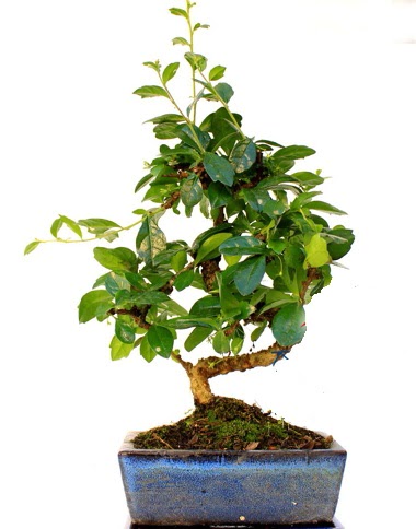 S gvdeli carmina bonsai aac  Ankara Akyurt iek yolla  Minyatr aa