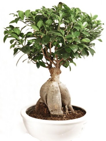 Ginseng bonsai japon aac ficus ginseng  Ankara Akyurt hediye iek yolla 